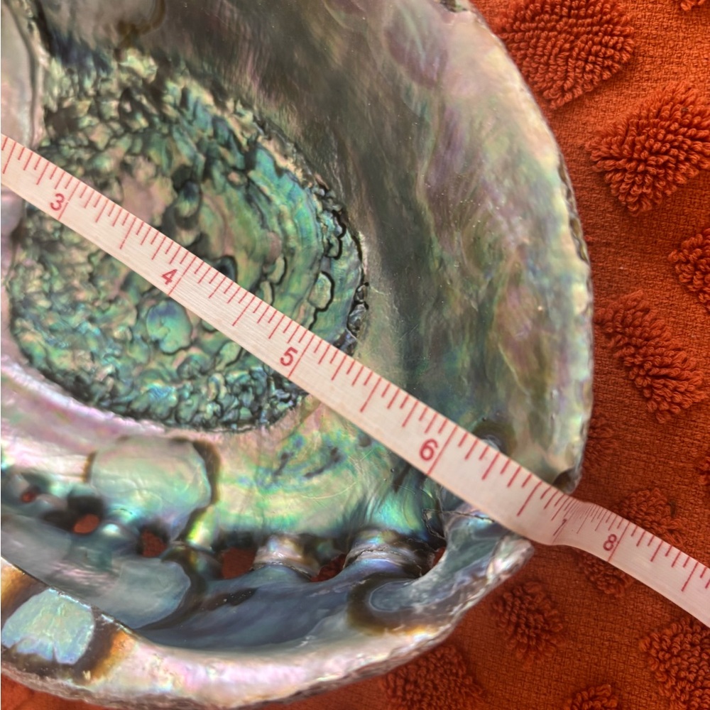 Iridescent Abalone Shell Art Piece - Picture 3 of 3